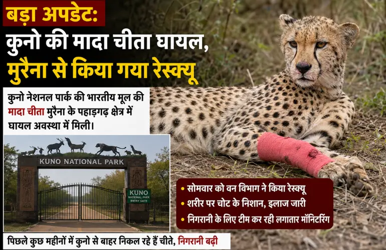 कुनो की मादा चीता घायल, मुरैना से किया गया रेस्क्यू